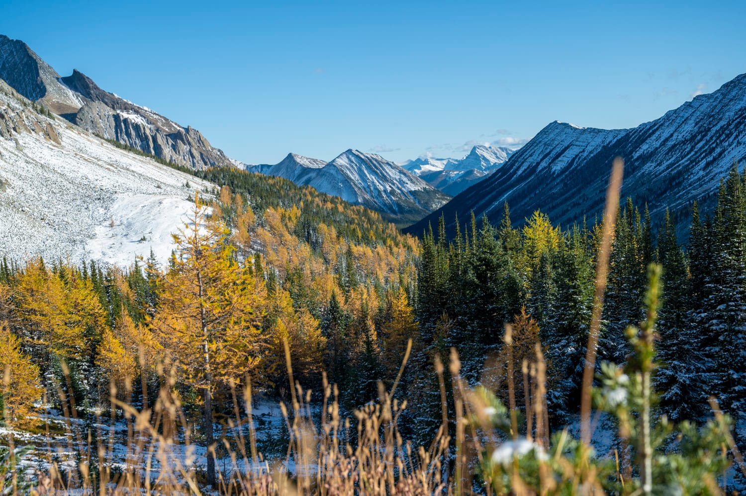 yellow larch trees on a hike in kananaskis