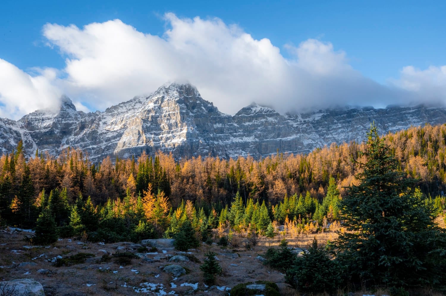 larch trees in a valley with the 10 peaks mountains in the background
