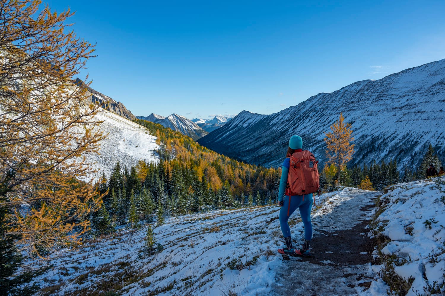 a woman standing on the edge of a hiking trail, looking down into a valley of larch trees, in kananaskis alberta