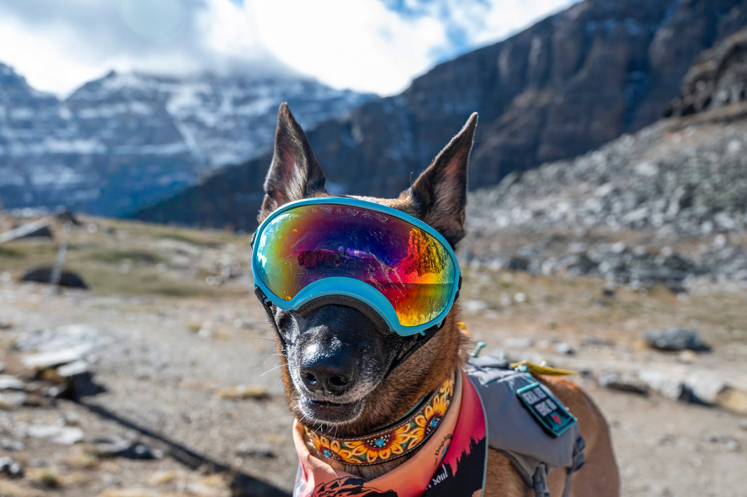 Dog wearing ski goggles, hiking Larch Valley in Banff National Park.
