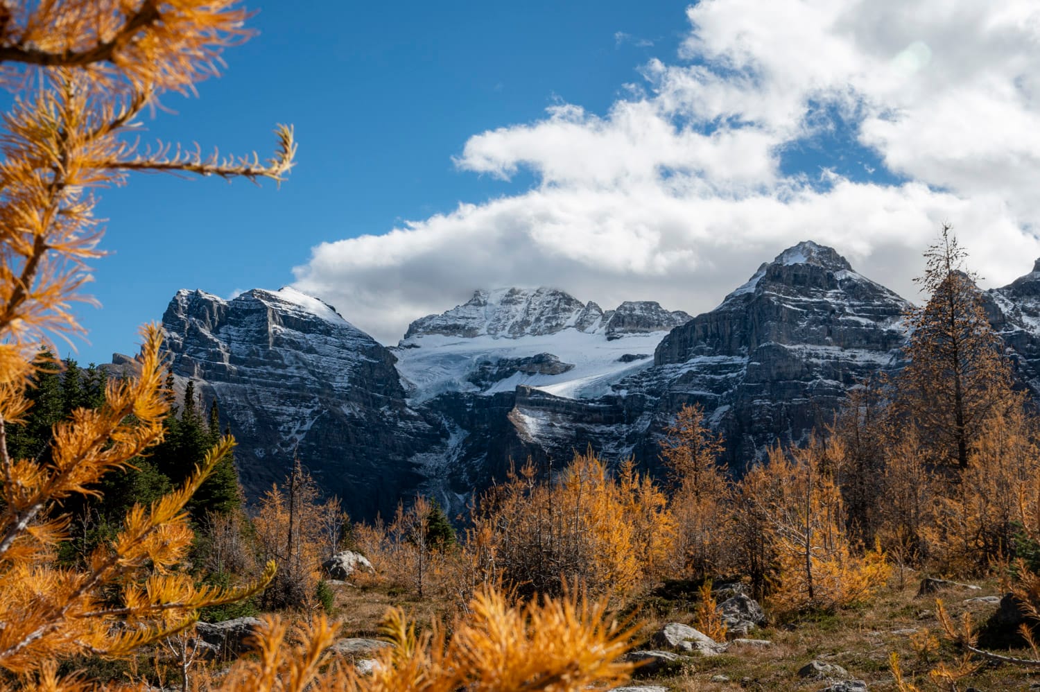 orange larch trees in a mountainous valley in banff