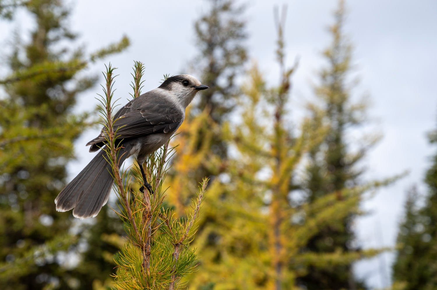 a whiskeyjack bird perched at the top of one of the yellow frosty mountain larches