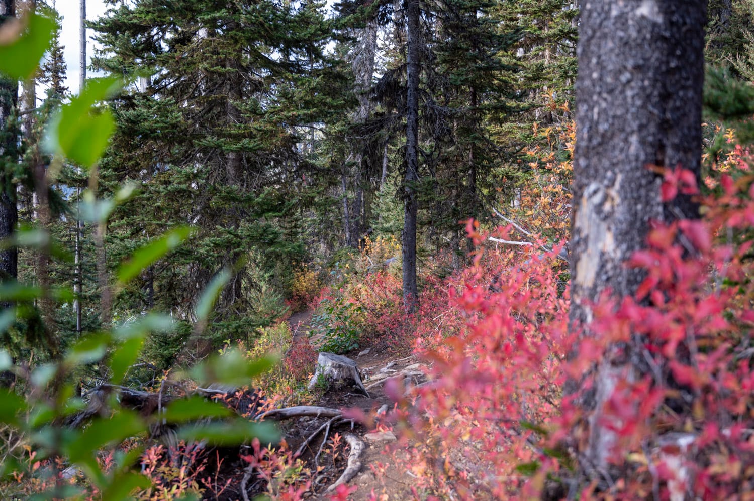 red foliage in the forest along the frosty mountain trail in manning park