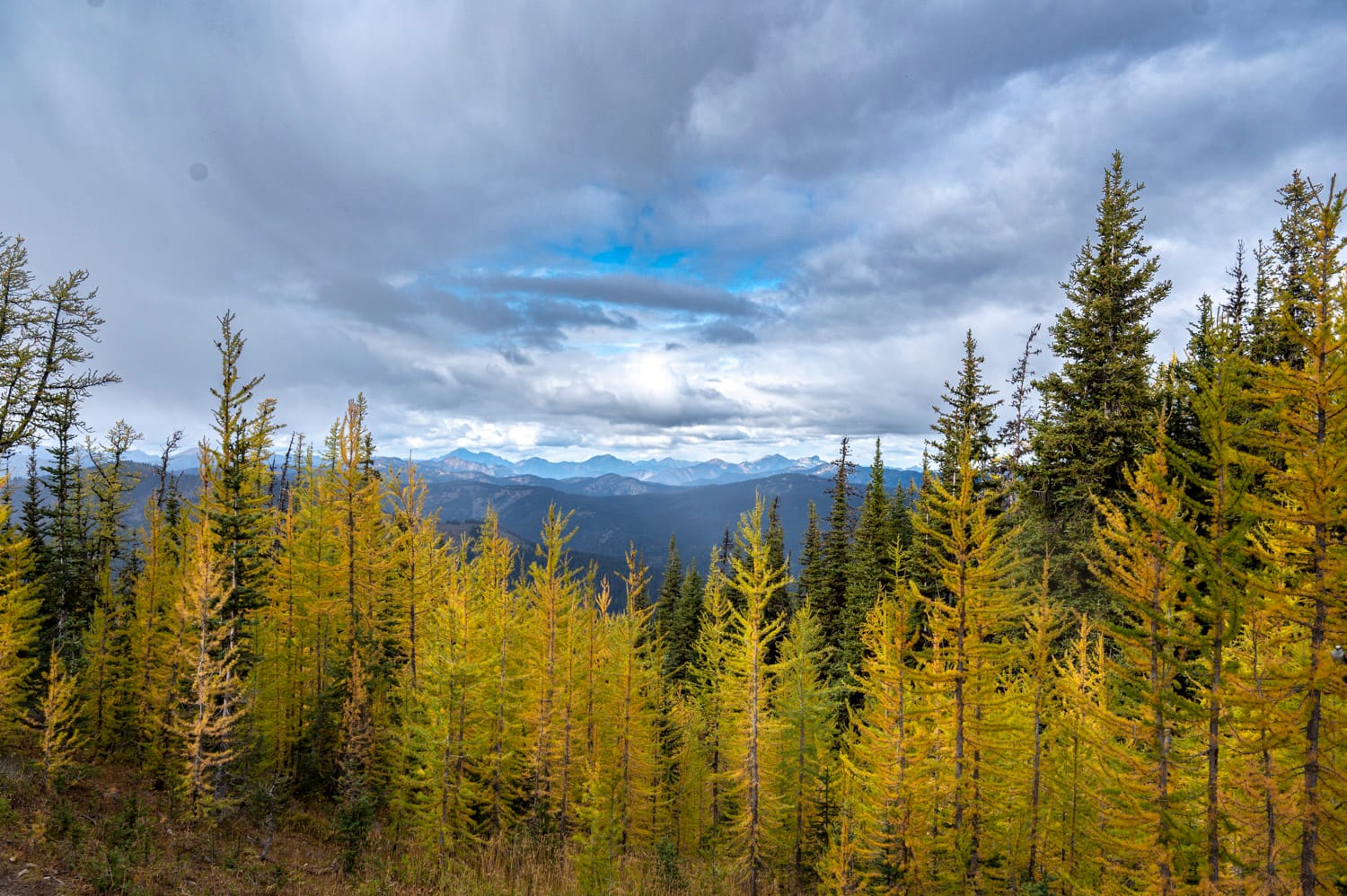 frosty mountain larches lined up in a row