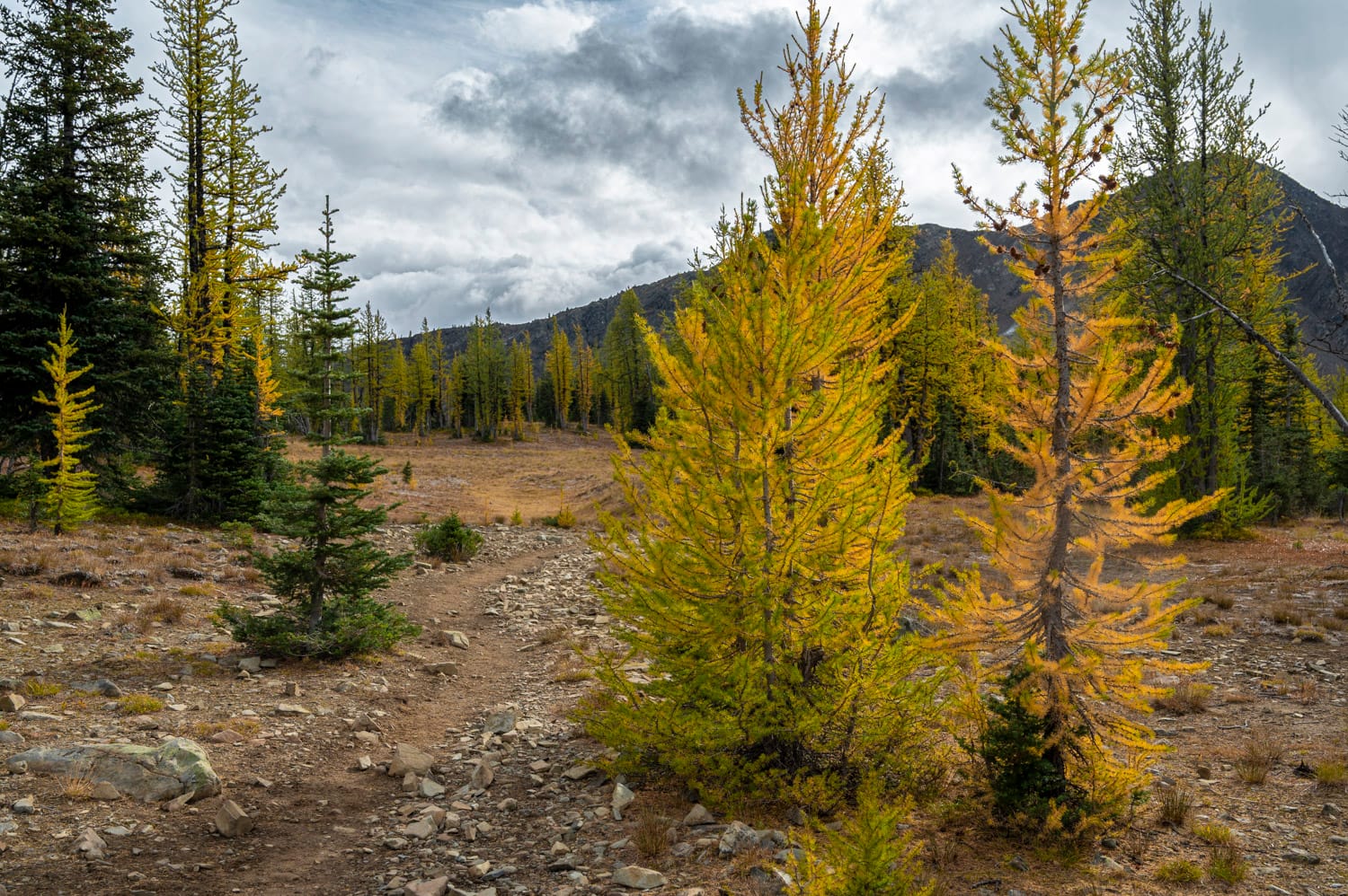2 yellow larch trees stand next to a hiking path