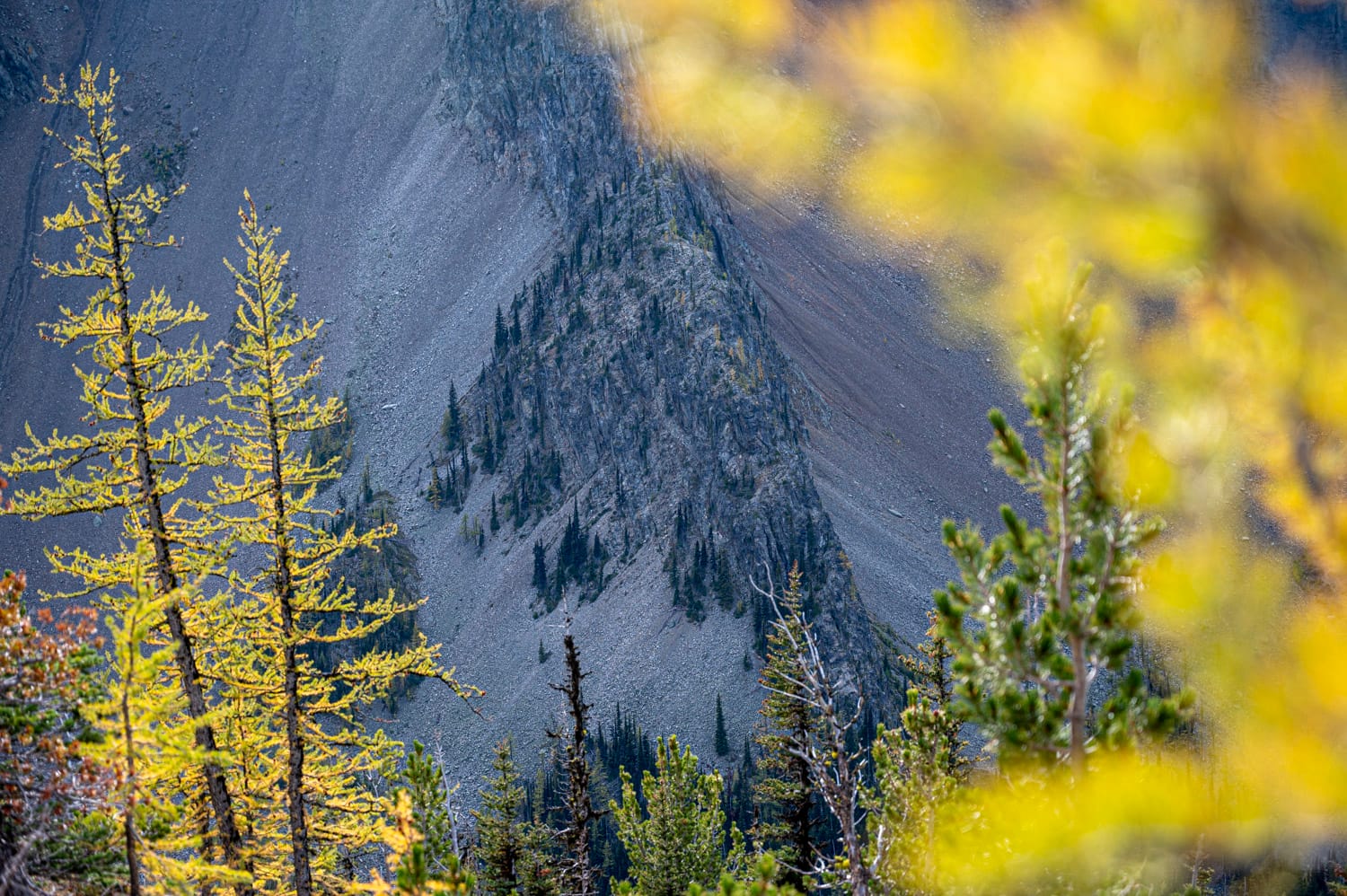 close up of yellow larch tree needles with a rocky mountain ridge in the background
