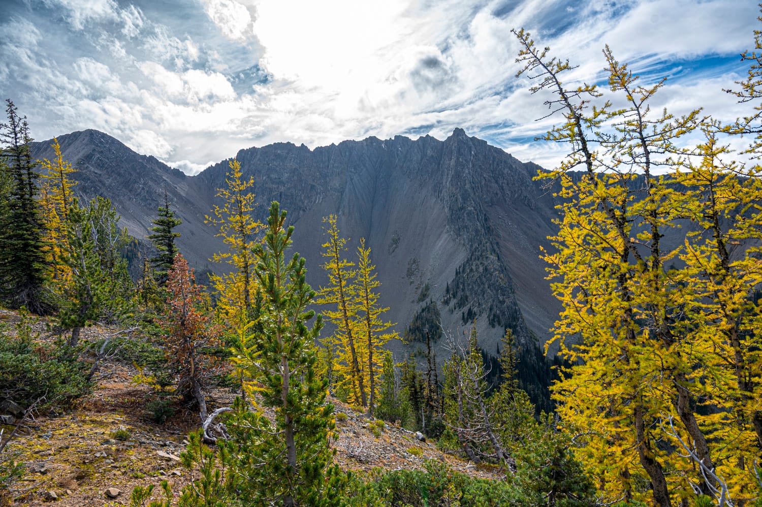 looking through yellow larch trees at mt. frosty that in the background