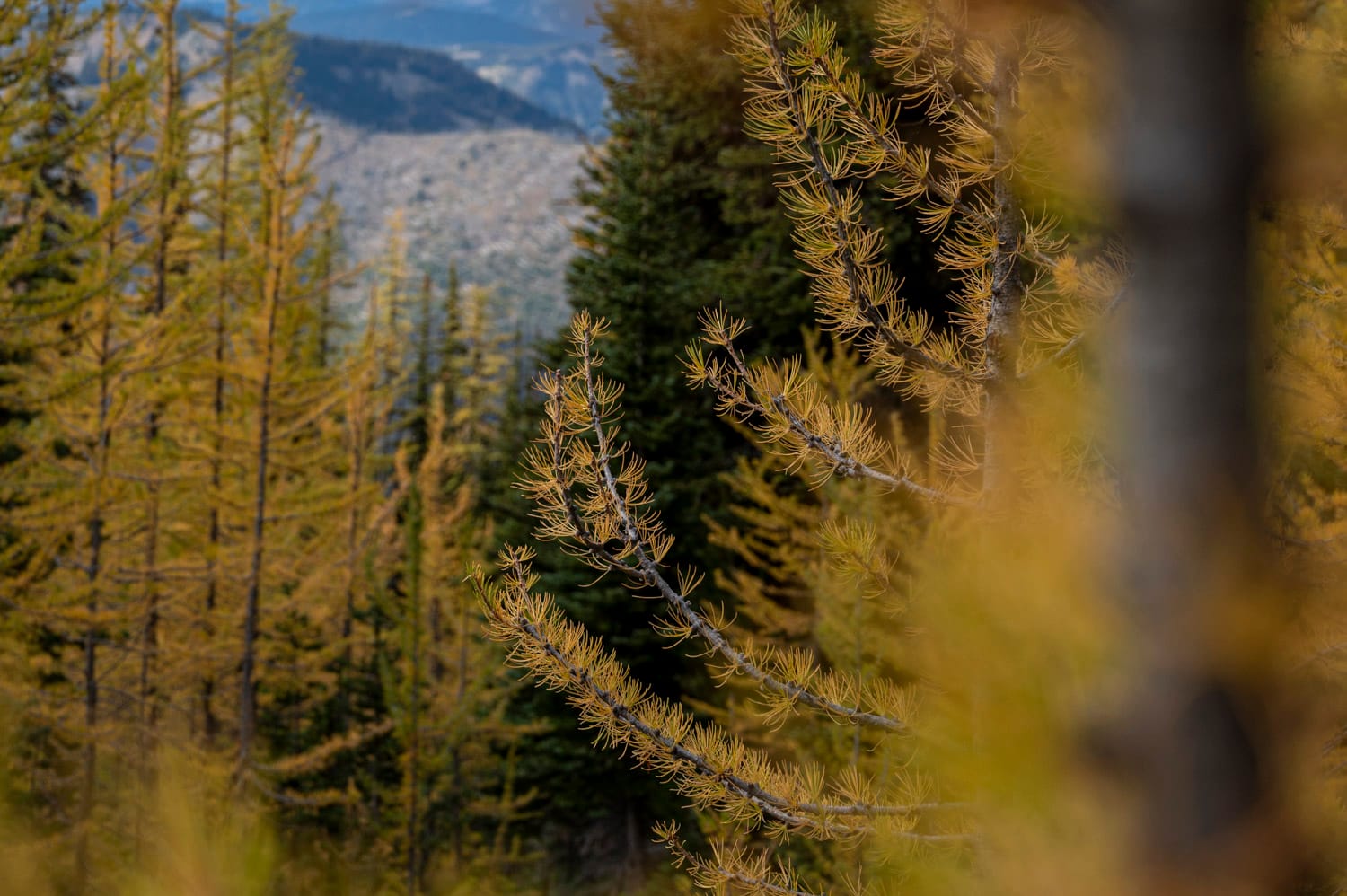 close up of the yellow needs of a larch tree in manning provincial park