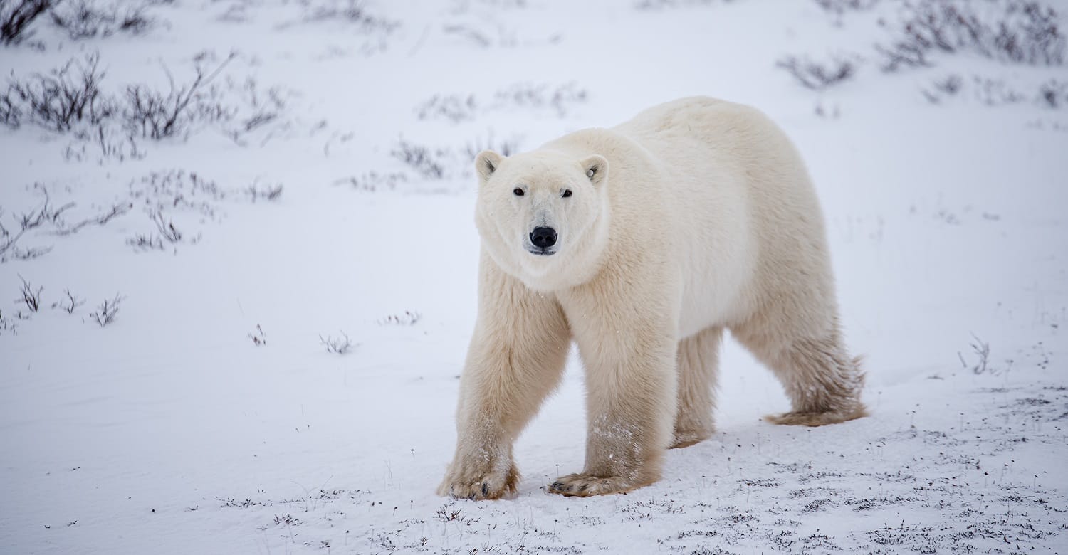 polar bear walking on snow and looking at the camera