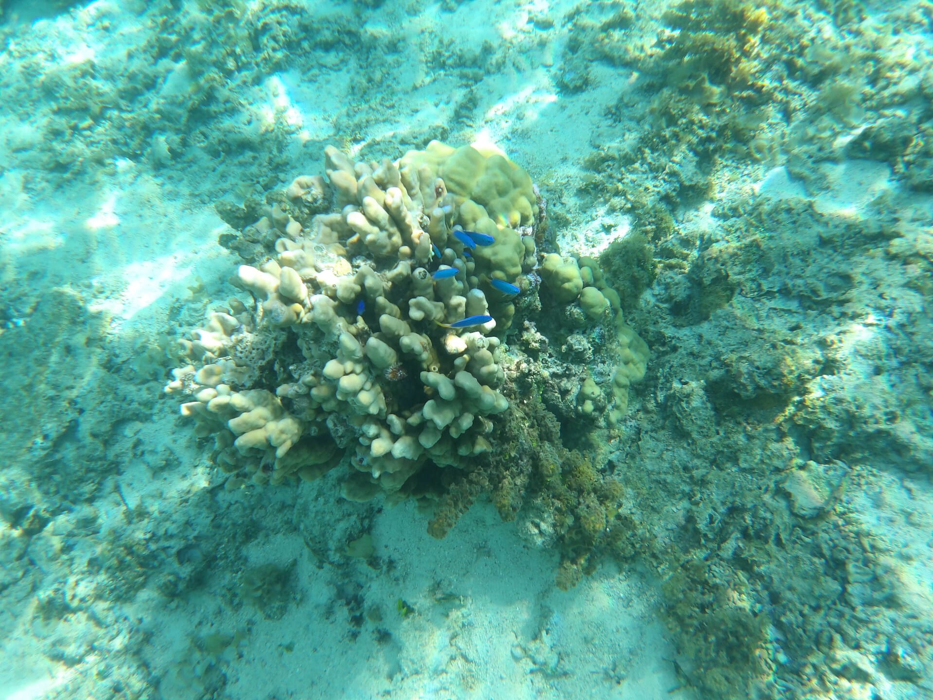 Nuuroa Bay Coral Gardens in Tahiti, French Polynesia