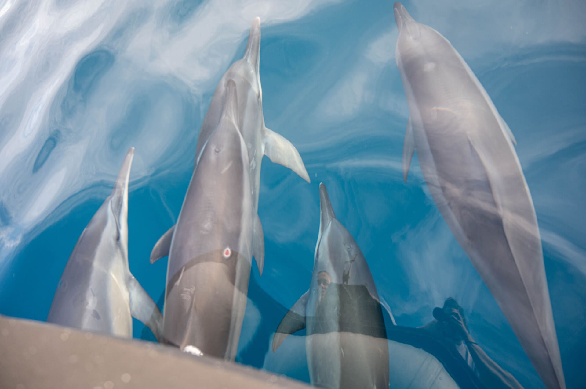 four dolphins swimming underwater in clear, blue ocean water