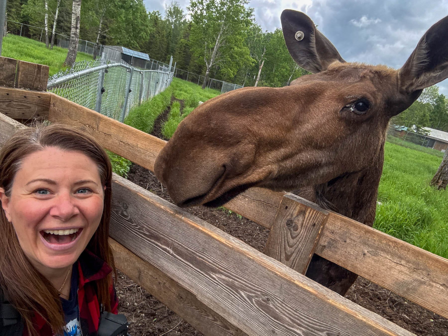 Jami Savage taking a selfie with a moose behind a wooden fence, with lush green trees and an overcast sky in the background
