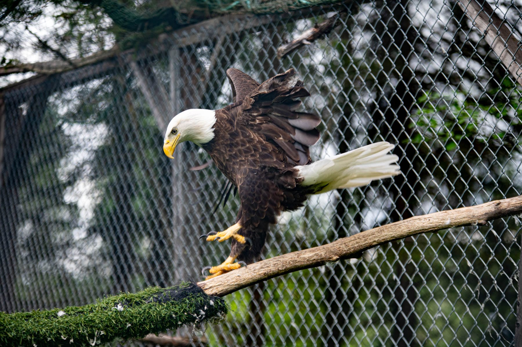 Bald eagle with white head and tail, yellow beak and talons, perched on a mossy branch in an enclosure with spread wings, at Refuge Pageau