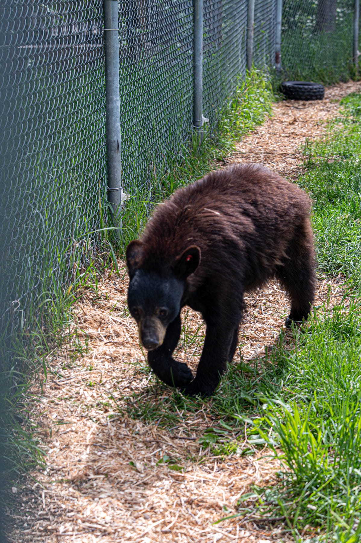 Stitch, the black bear from the Refuge Pageau wildlife sanctuary