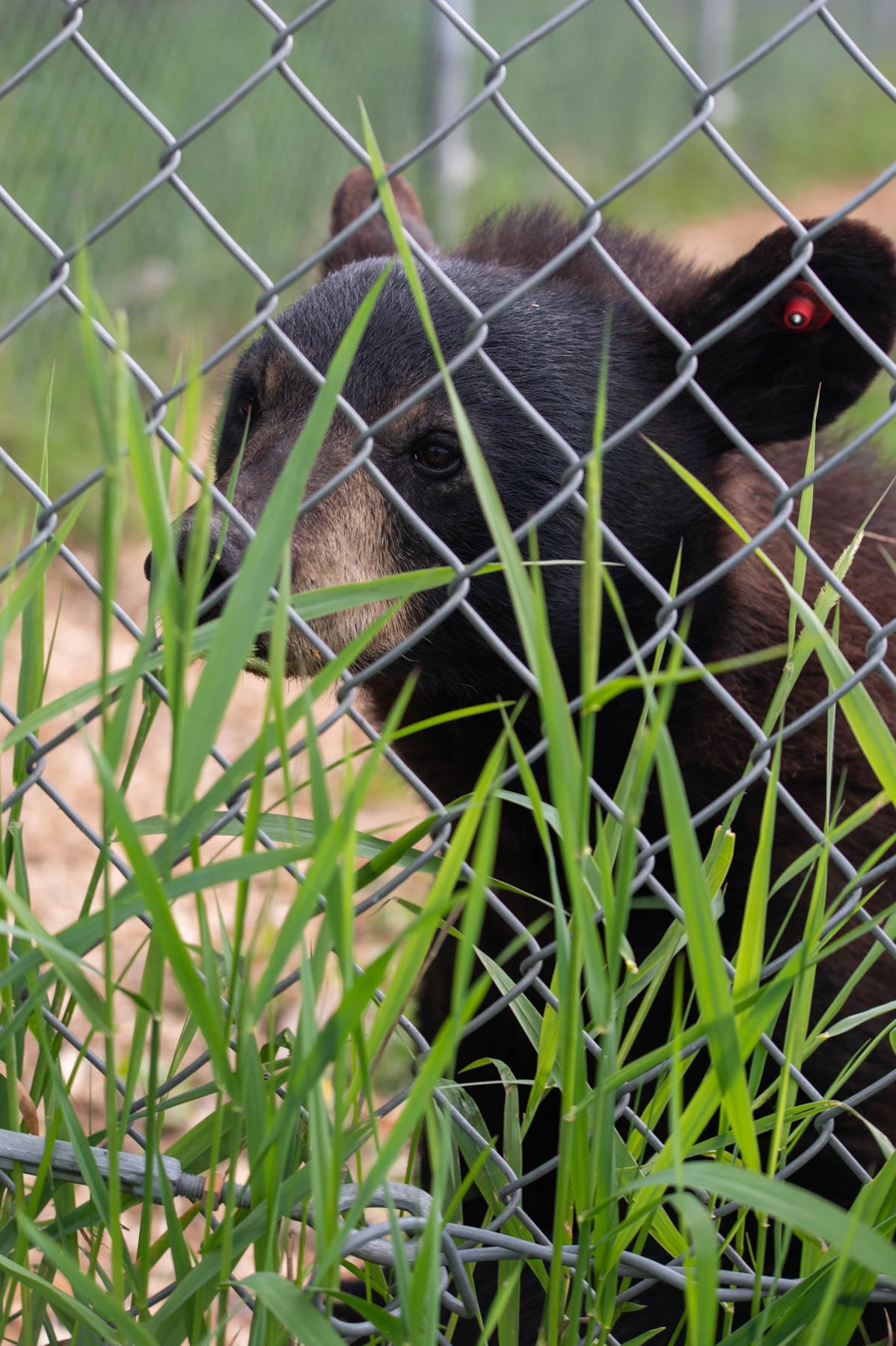 Stitch, the black bear from the Refuge Pageau wildlife sanctuary