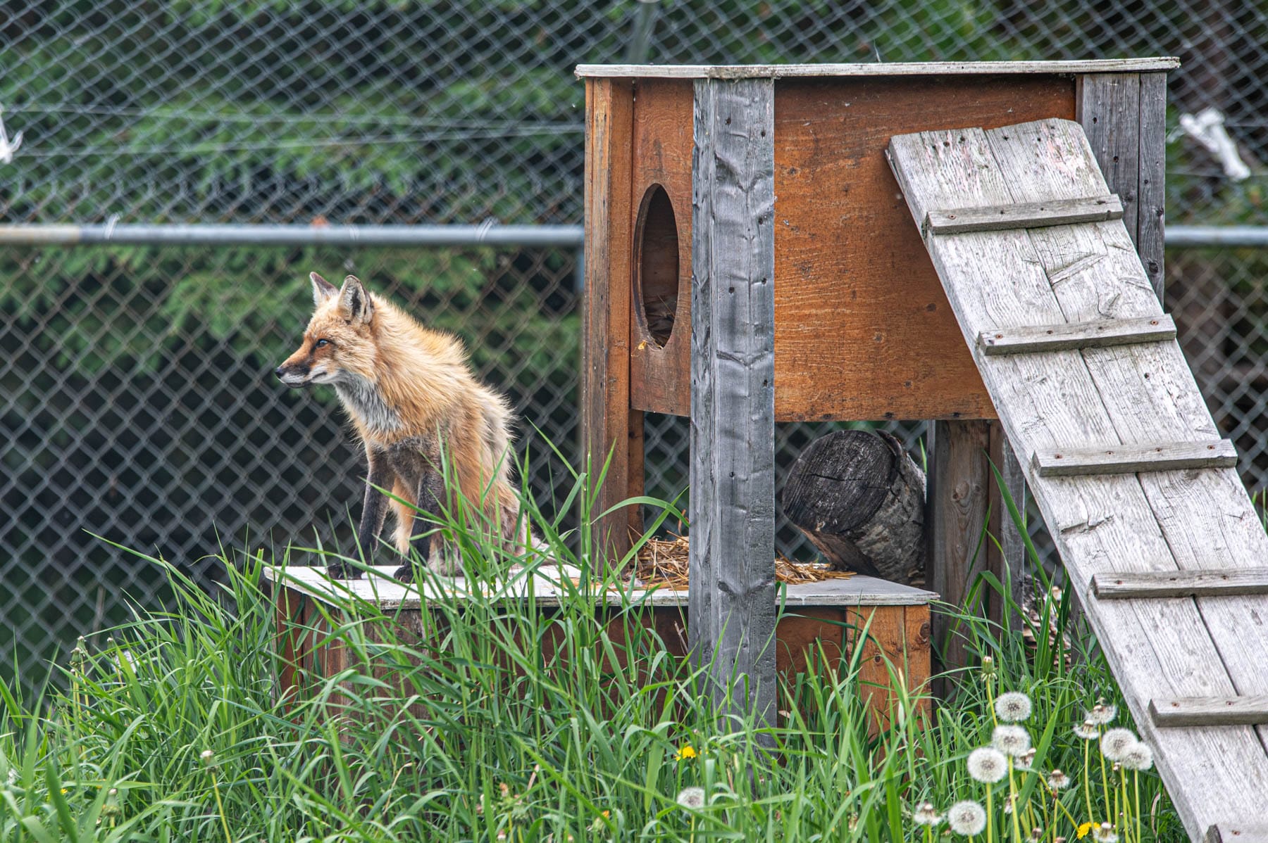 Red fox on a wooden structure, looking left, with green grass and a fence in the background