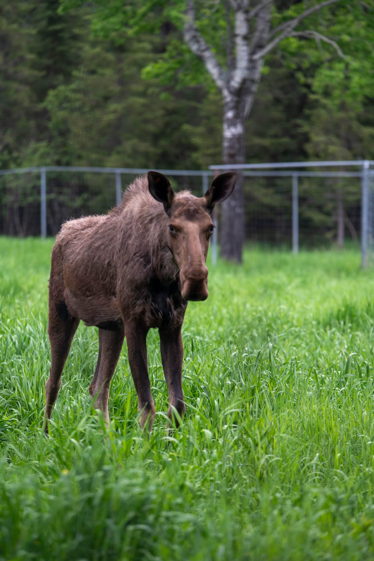 Moose calf in a bright green field with trees and a fence in the background at Refuge Pageau