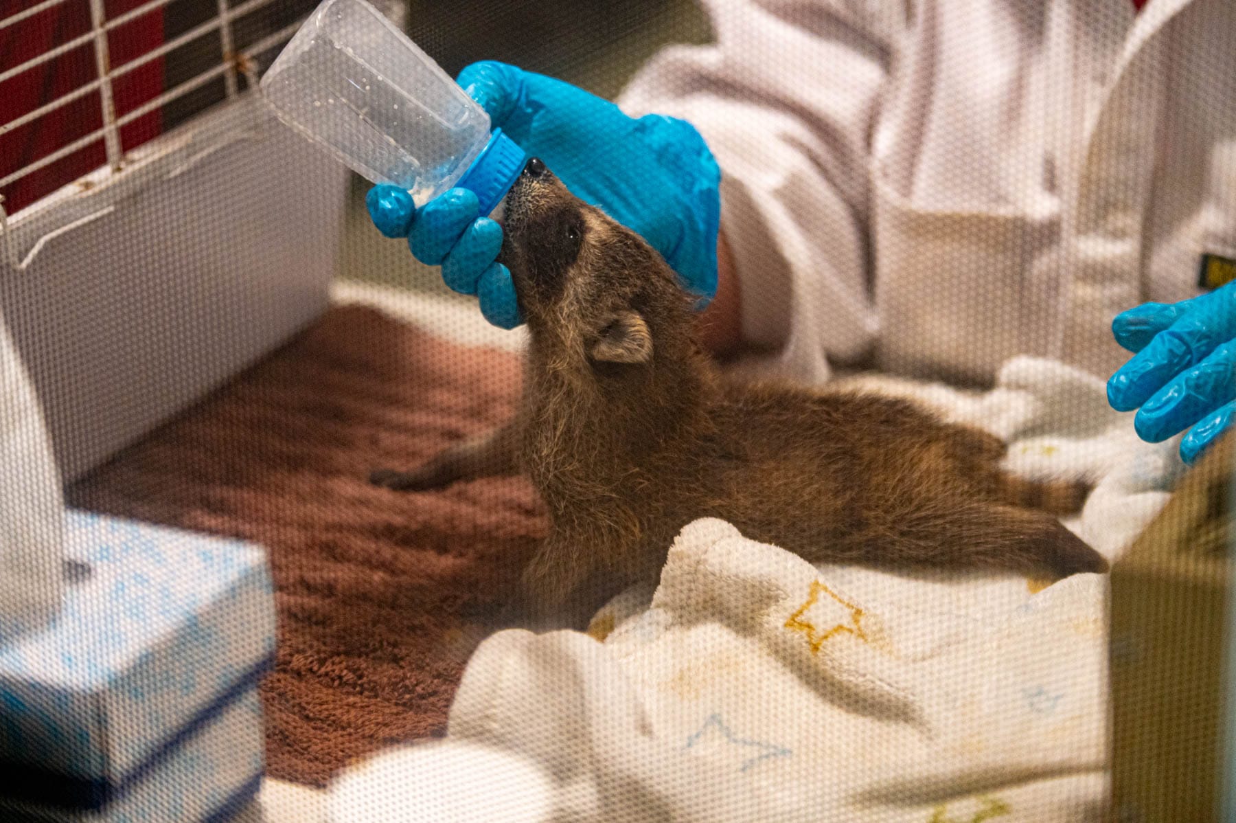 Baby otter bottle-feeding, animal rescue, wildlife care, baby animal enrichment at Refuge Pageau