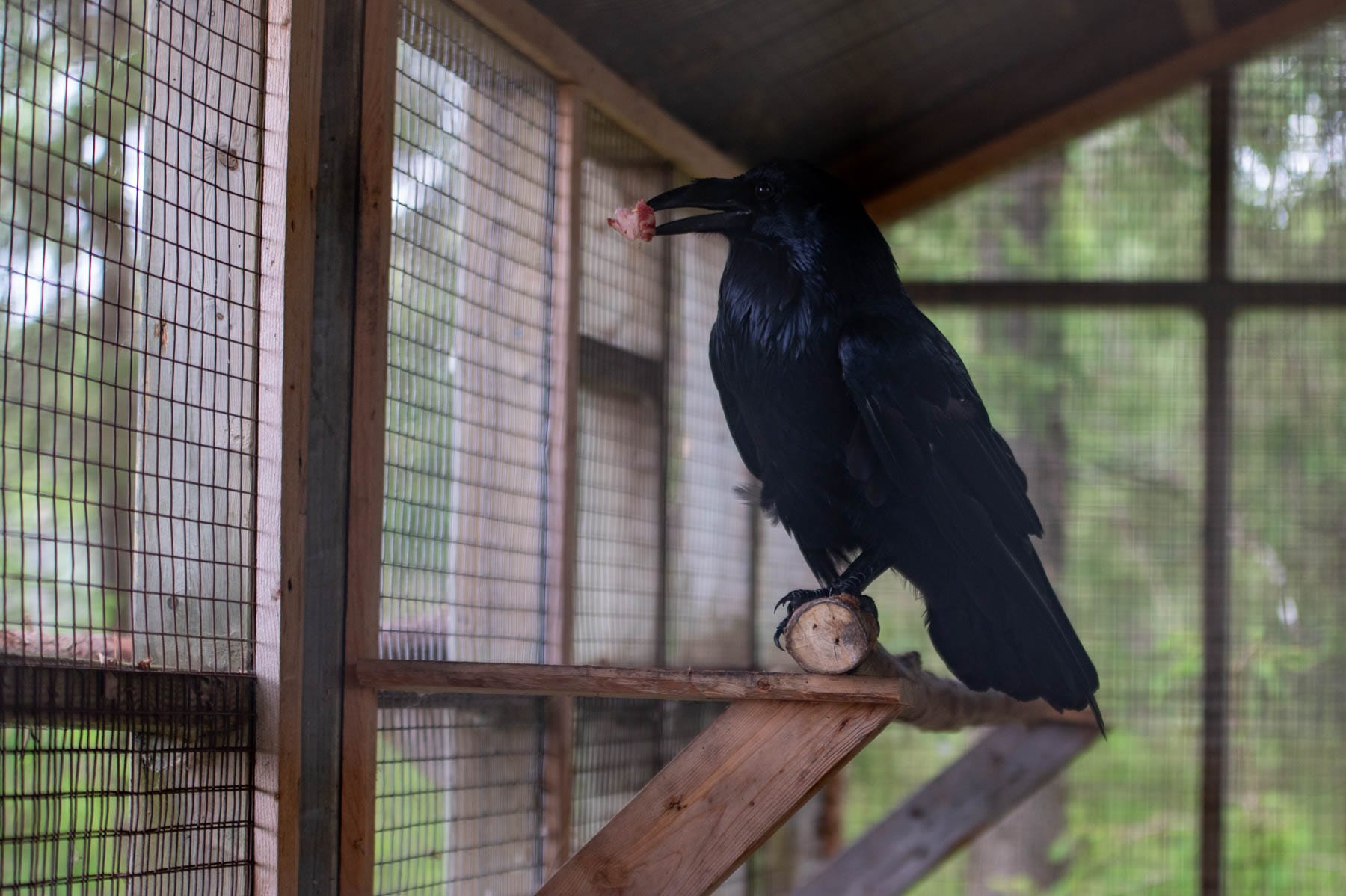 Black crow on a wooden perch holding pink meat in its beak, inside a wire mesh enclosure