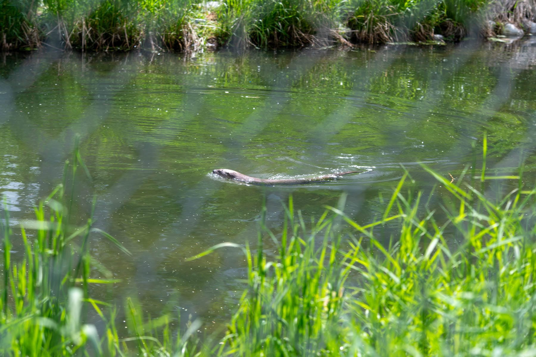 River otter swimming in green water with grass in the foreground and background