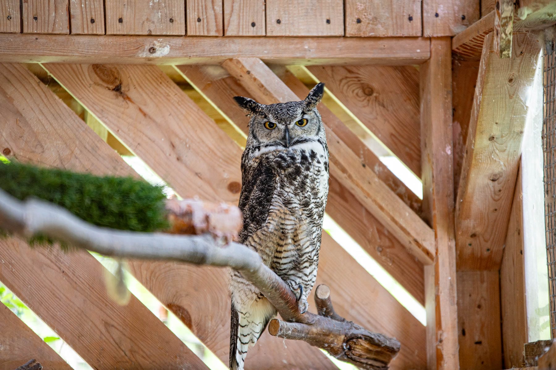 Great horned owl on a branch with yellow eyes and prominent ear tufts, against a wooden slat enclosure