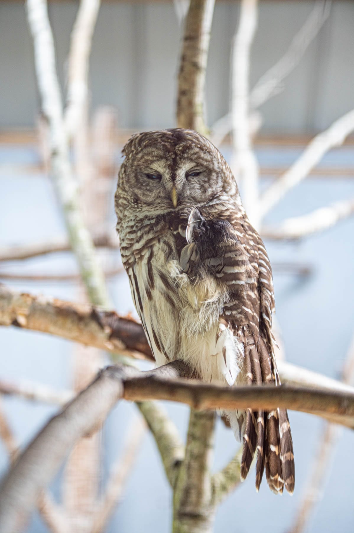 Barred owl with closed eyes, ruffled feathers, perched on a branch
