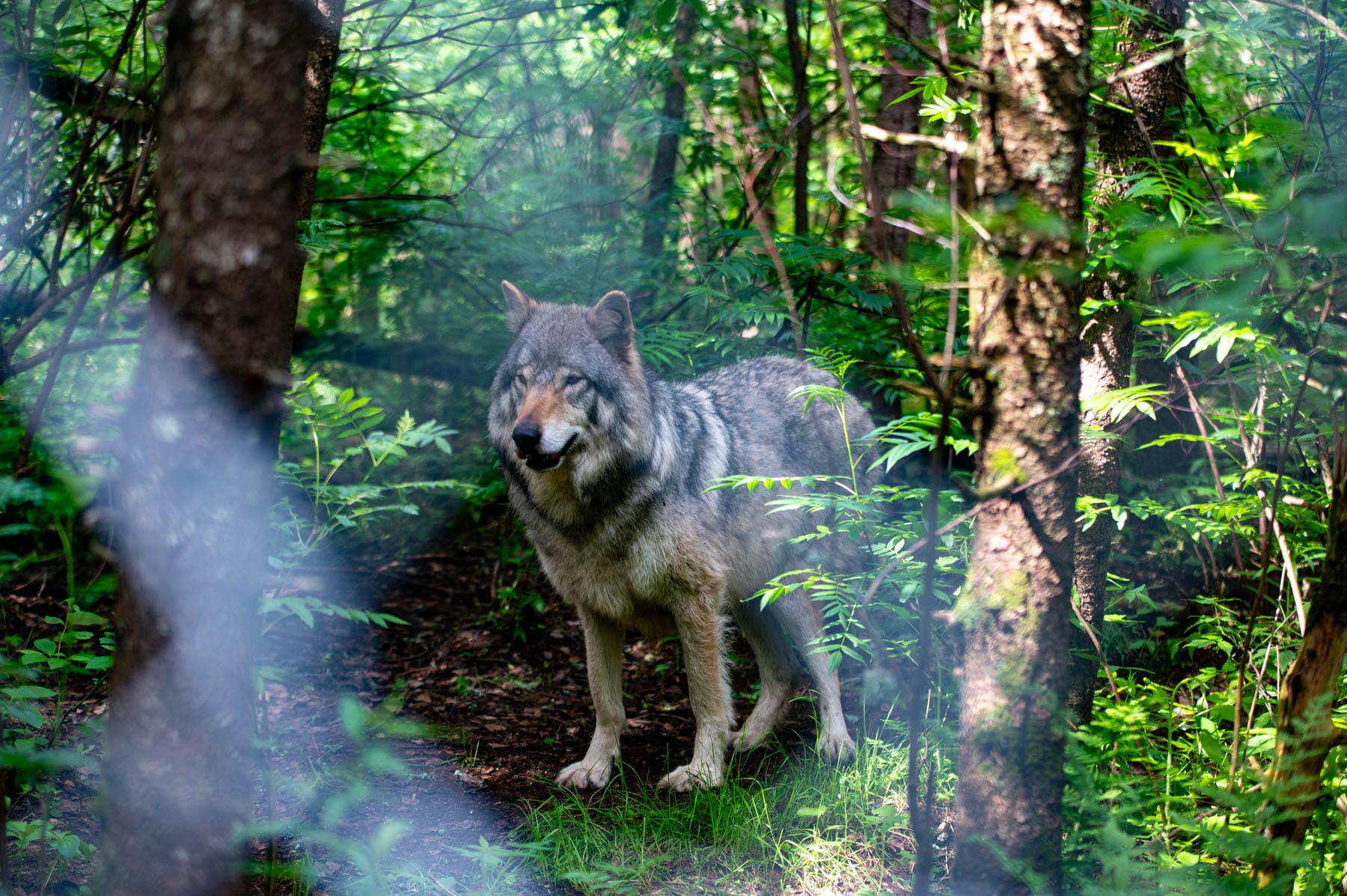 Gray wolf, forest, wildlife, nature, predator, Refuge Pageau