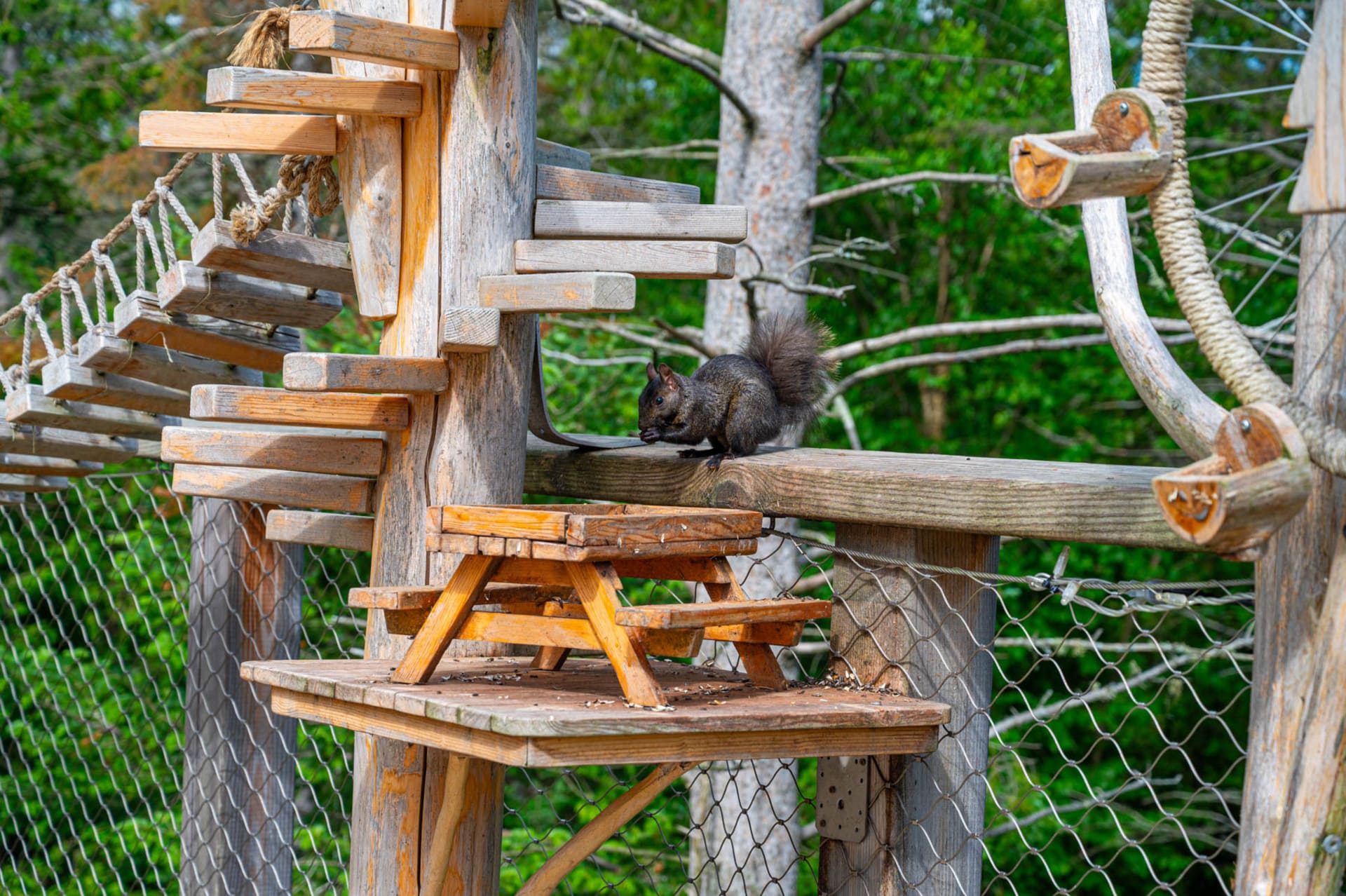 black squirrel eating from a feeder on a wooden platform with a mini picnic table, rope bridge, and spiral steps