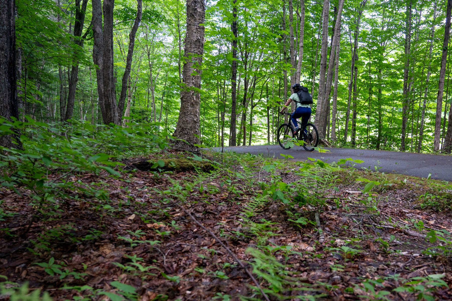 Biking in forest, paved trail cycling, woodland bike path, green trees, outdoor recreation.