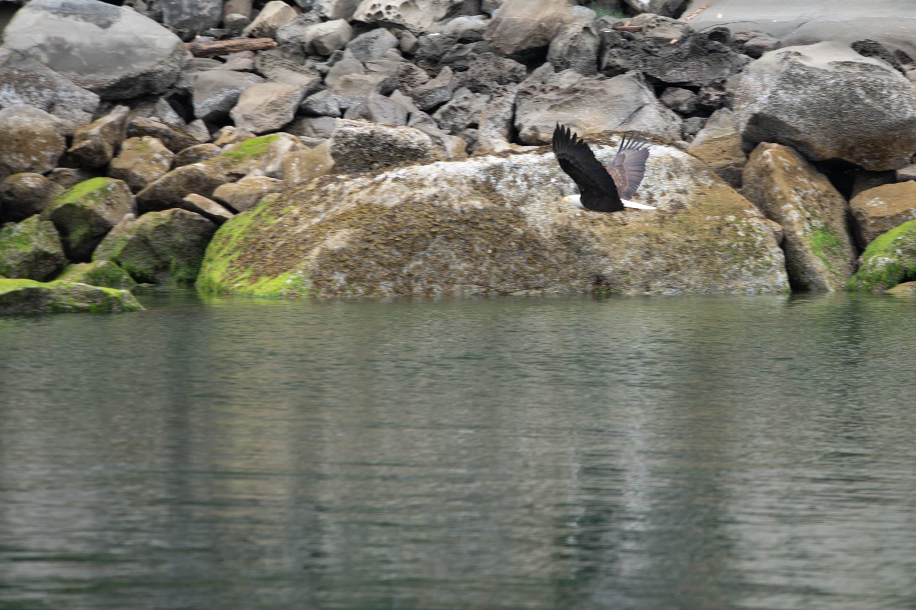 Bald eagle in flight over water near mossy rocks