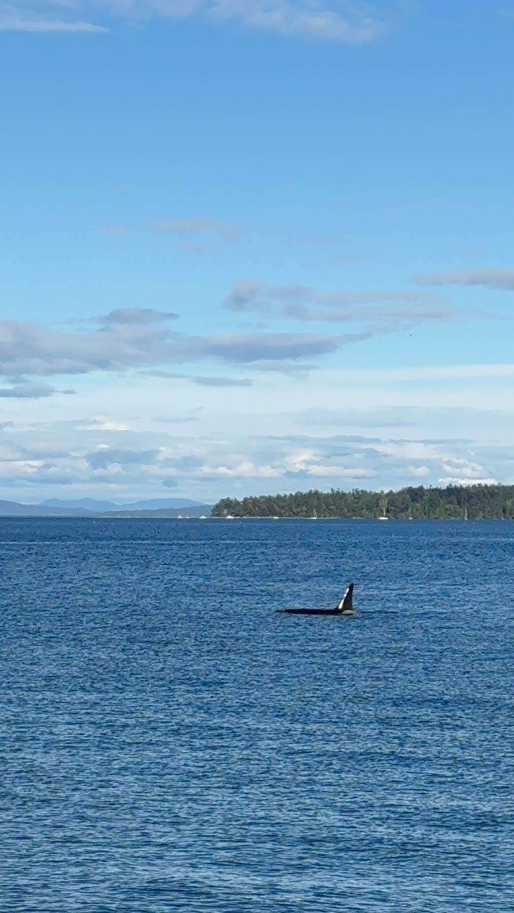 Sailing BC’s Gulf Islands - Orca dorsal fin in blue water with islands and sky in background