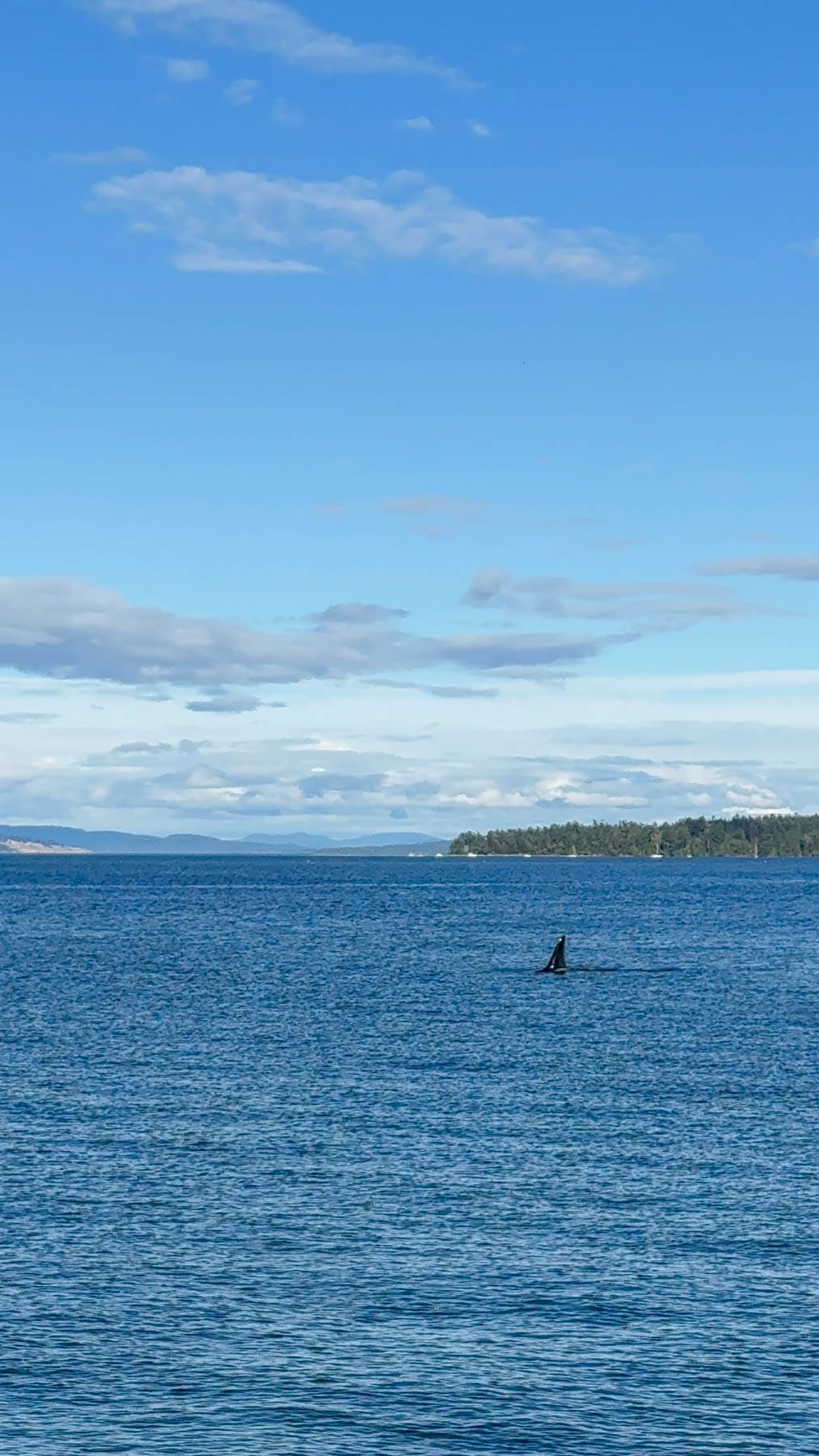 Sailing BC’s Gulf Islands - Orca dorsal fin in blue water with islands and sky in background