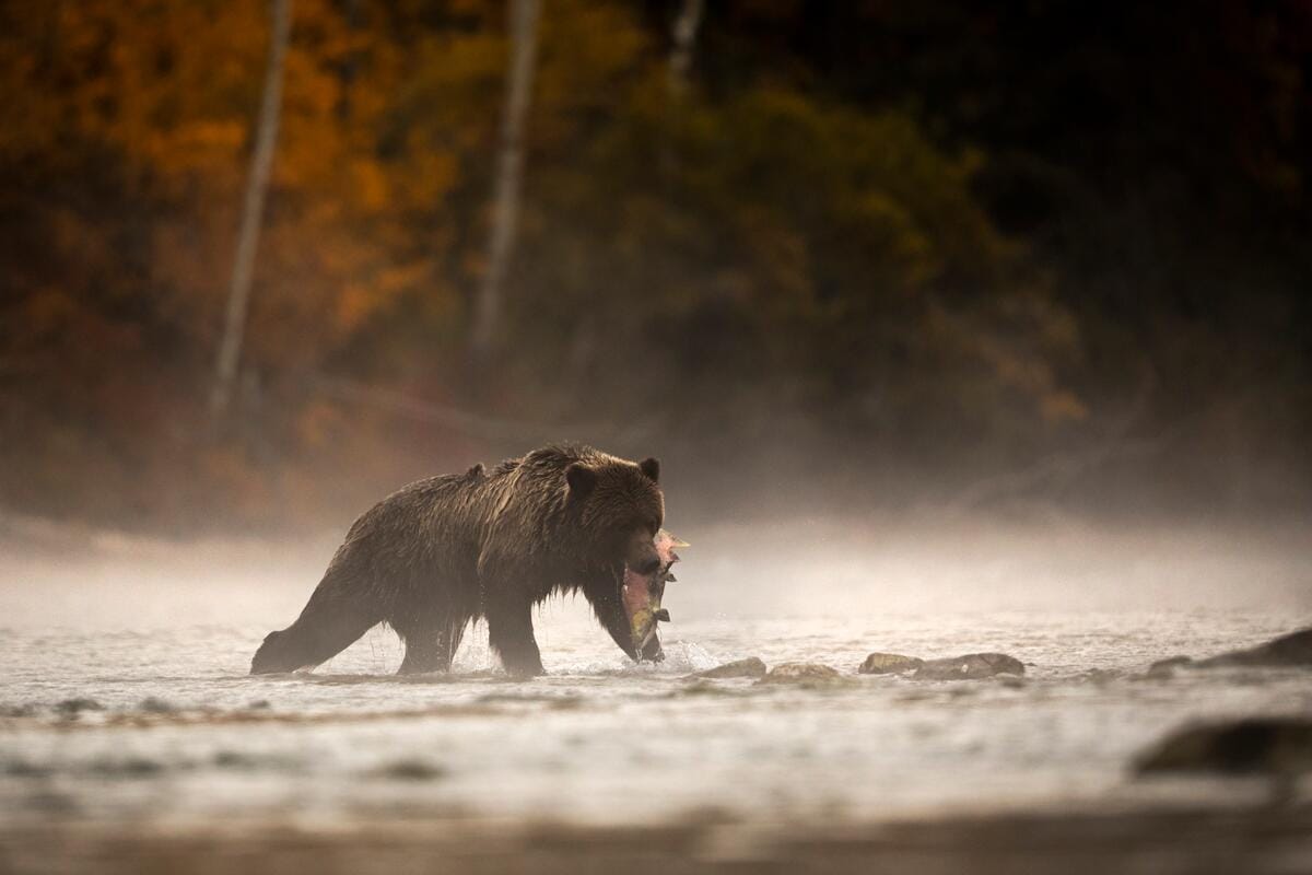 grizzly bear wading through a misty river while carrying a salmon in its mouth