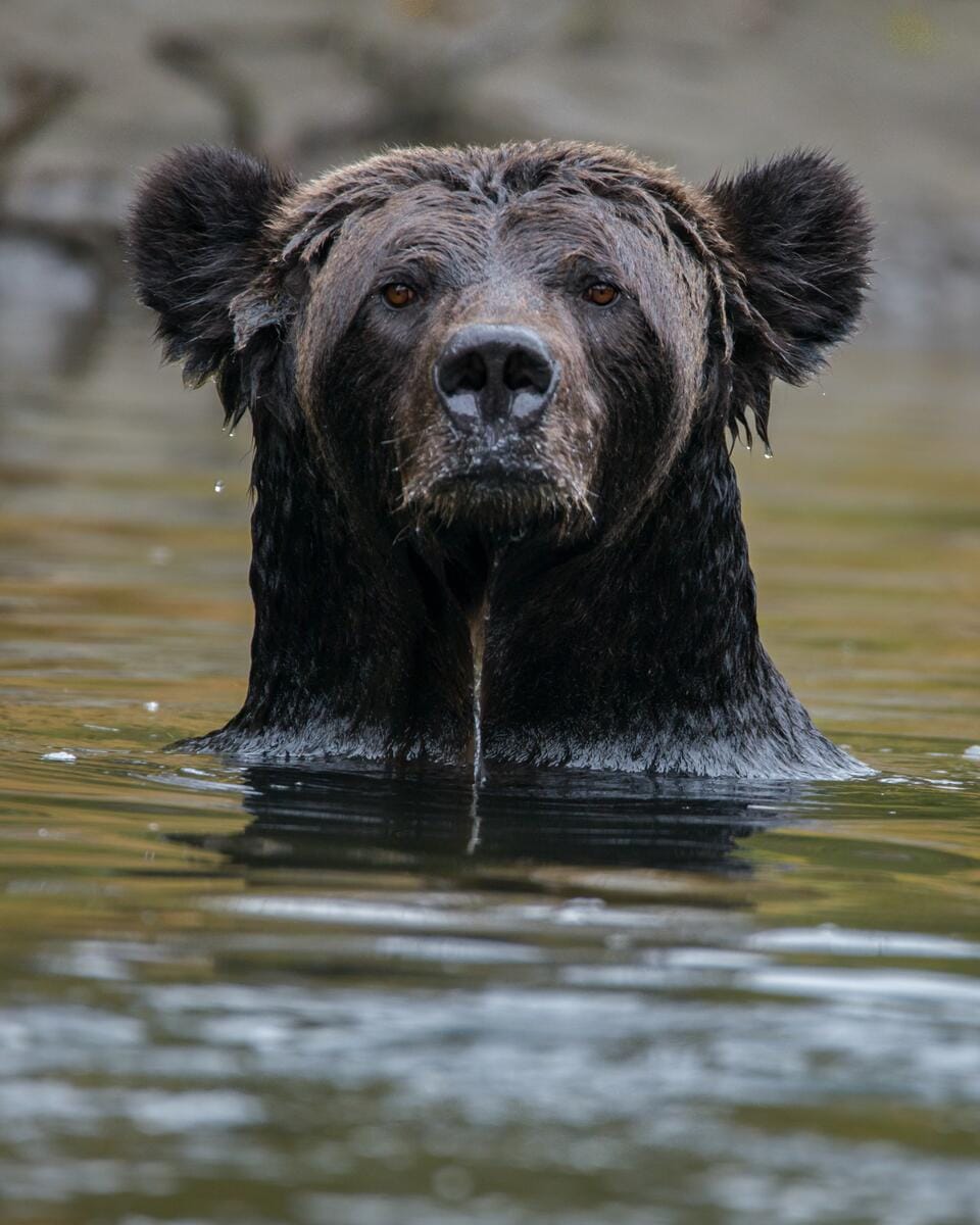 head of a brown bear or grizzly bear submerged up to its neck in water