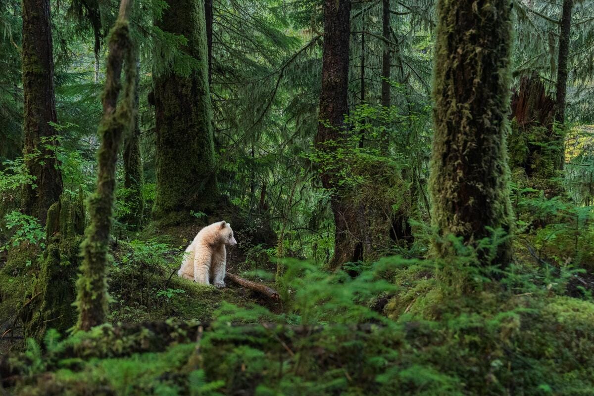a rare white-coated spirit bear, also known as a Kermode bear, sitting in the lush Great Bear Rainforest of British Columbia, Canada