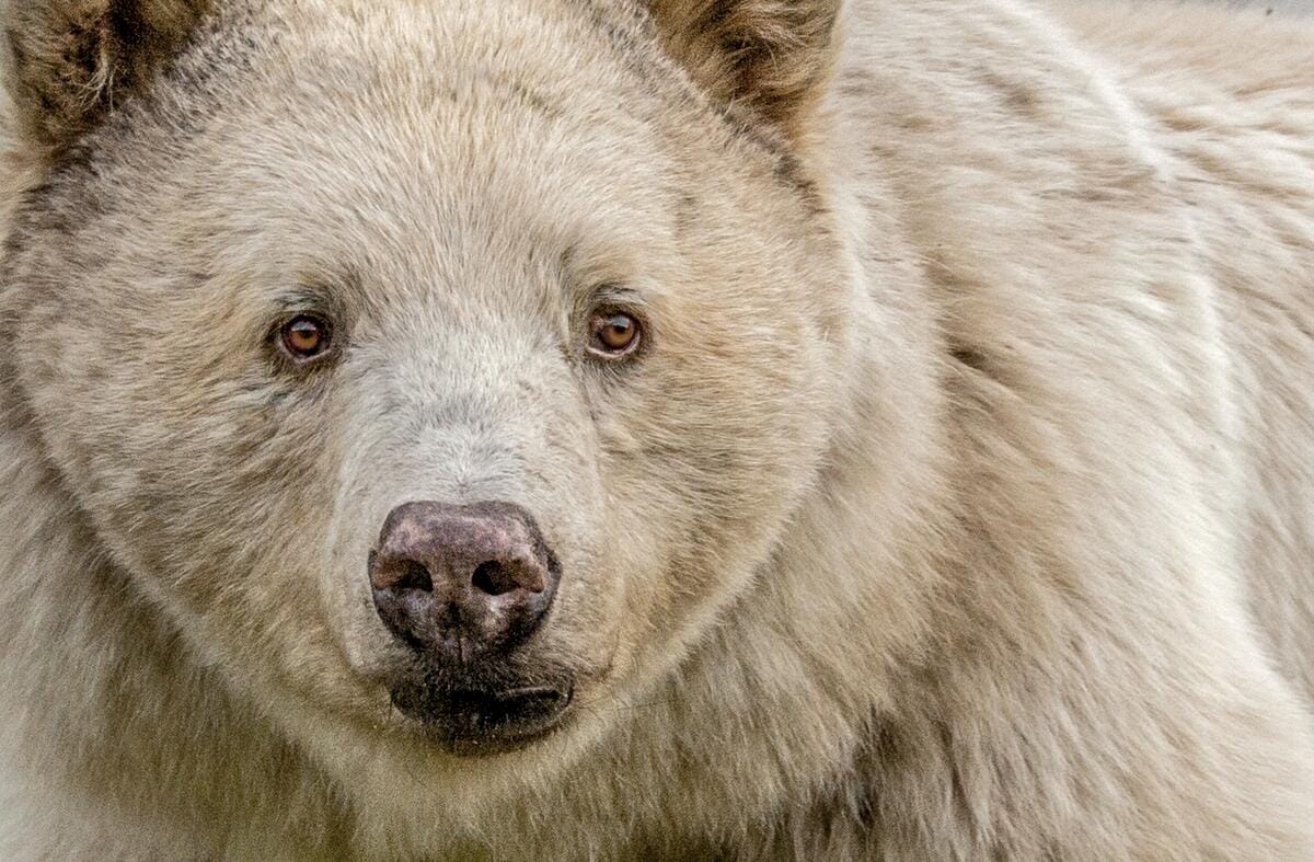Kermode bear, commonly known as a spirit bear, which is a rare white color morph of the North American black bear
