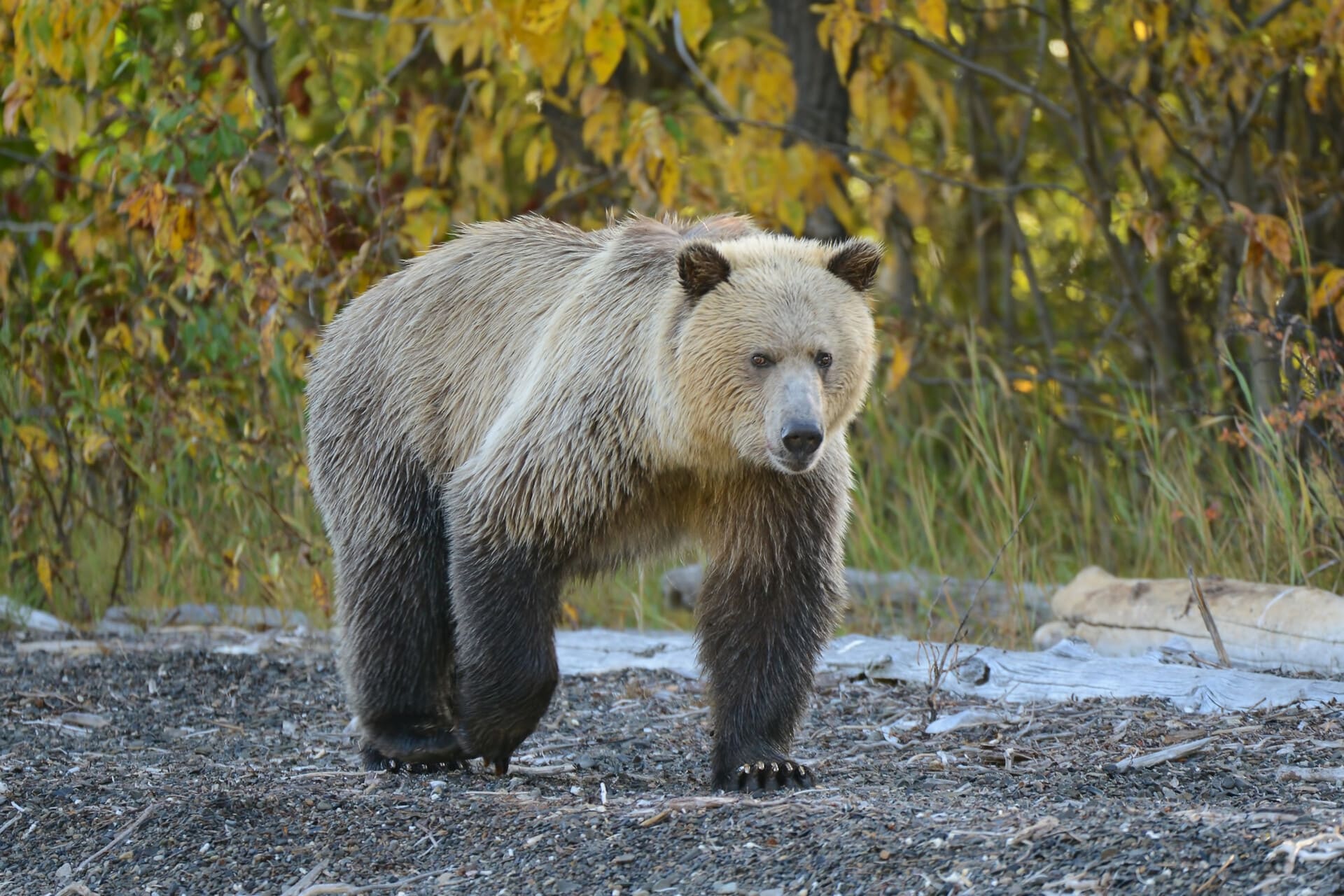 grizzly bear walking along a gravel or dirt path with trees and autumn foliage in the background
