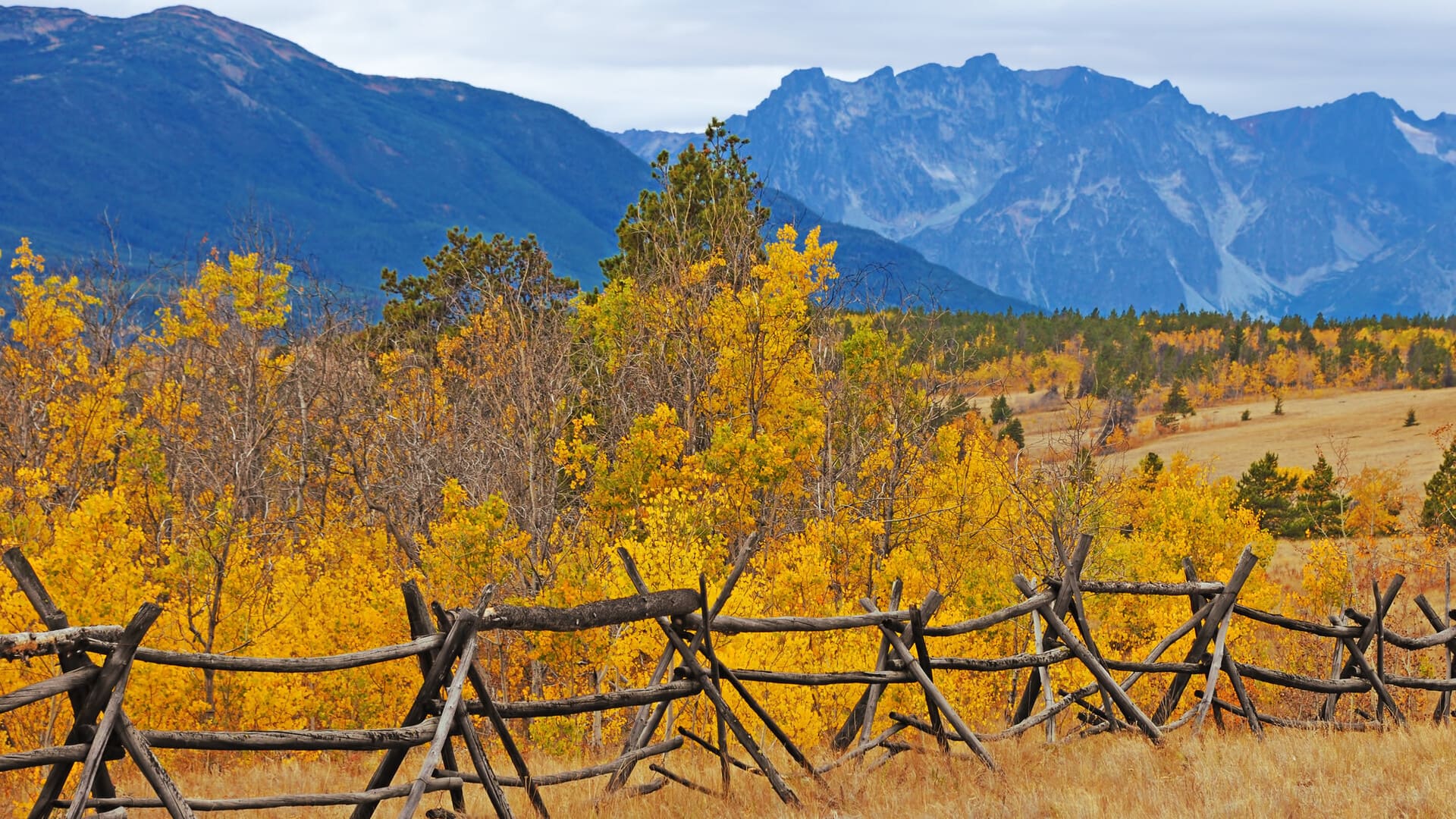 autumn landscape, featuring golden aspen trees behind a rustic wooden fence and snow-dusted peaks in the distance