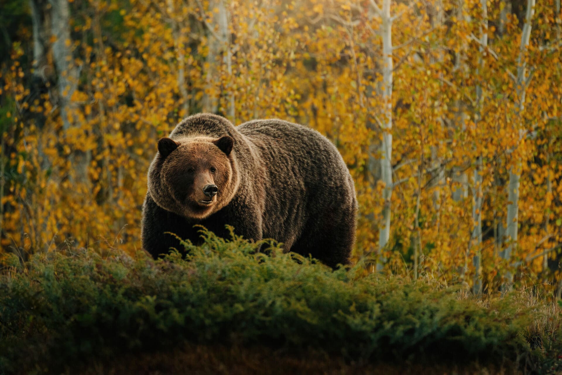  brown bear standing among green brush with a backdrop of golden autumn trees
