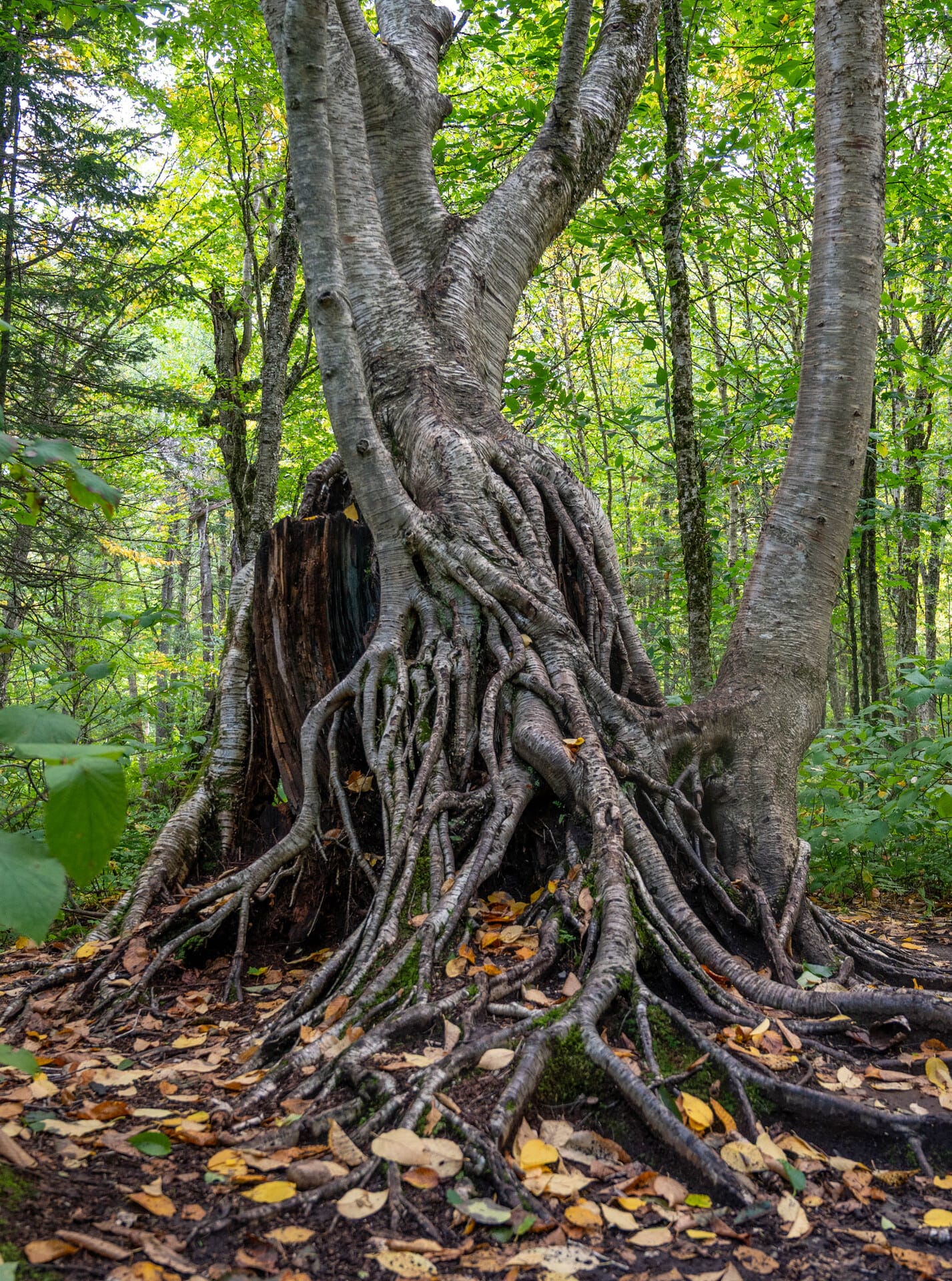 yellow birch stilt roots growing over rotting nurse tree stump in deciduous forest