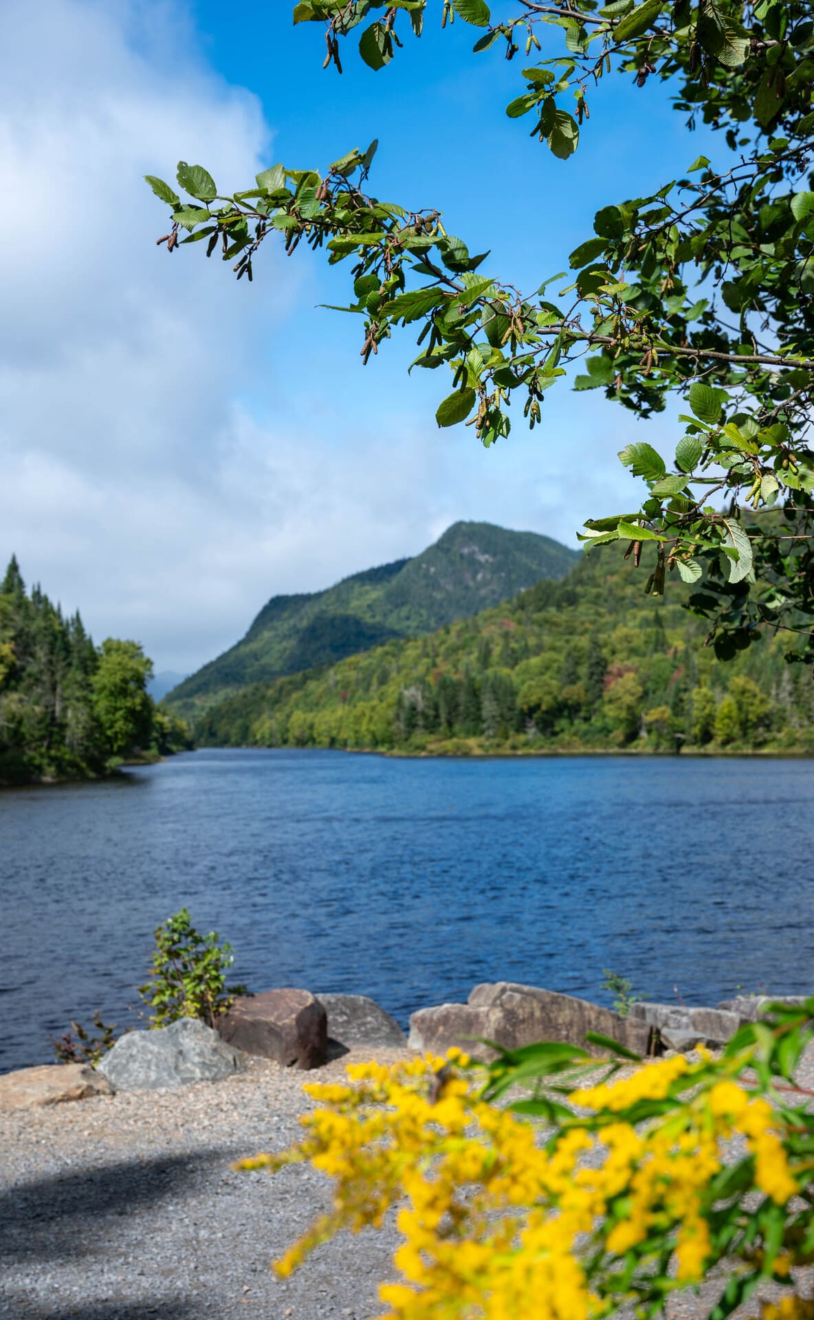 Scenic mountain river landscape with forested hills, blue water, and wildflowers on a sunny day