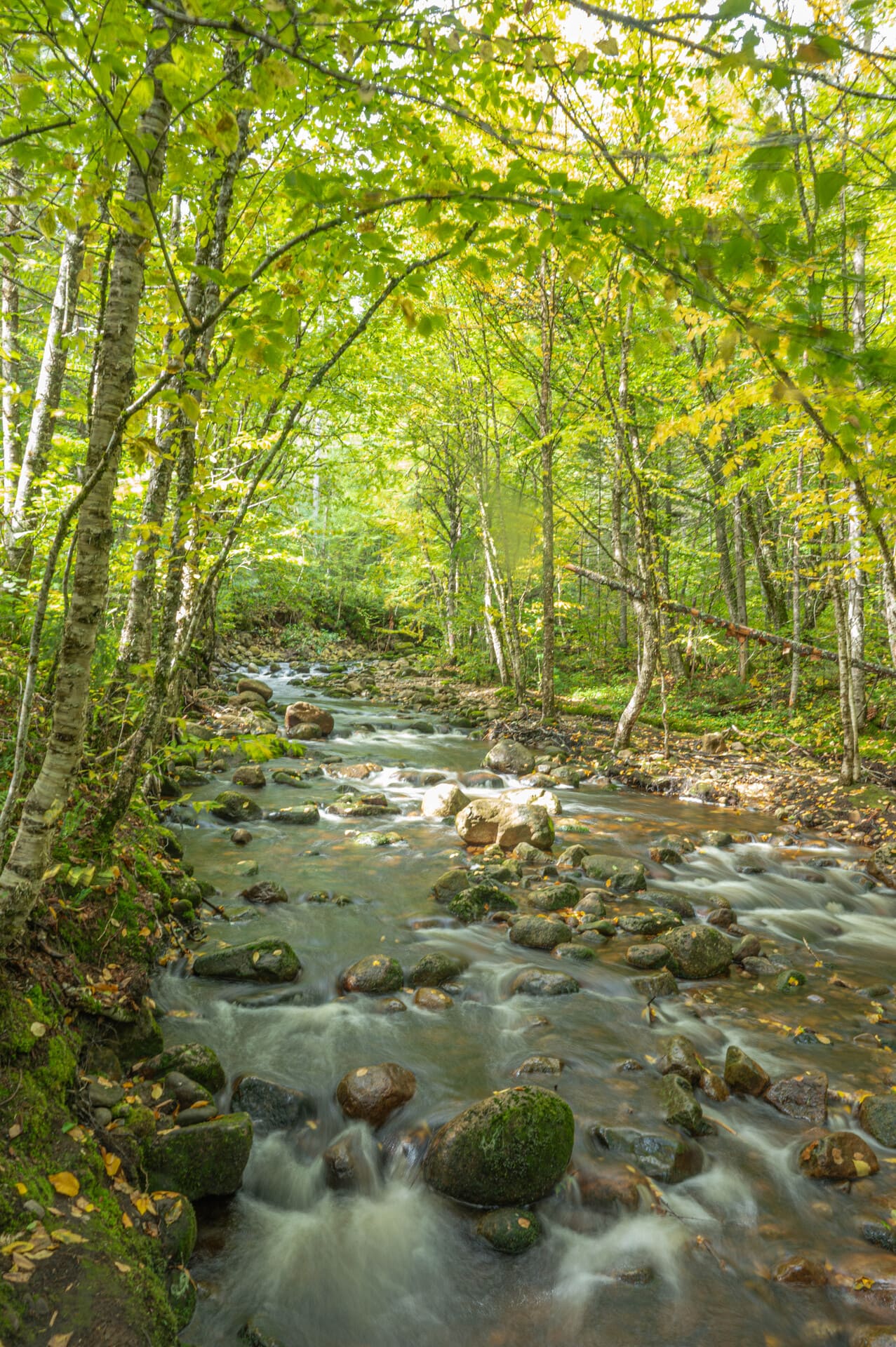 Rocky forest stream flowing through autumn woods with birch trees and green foliage