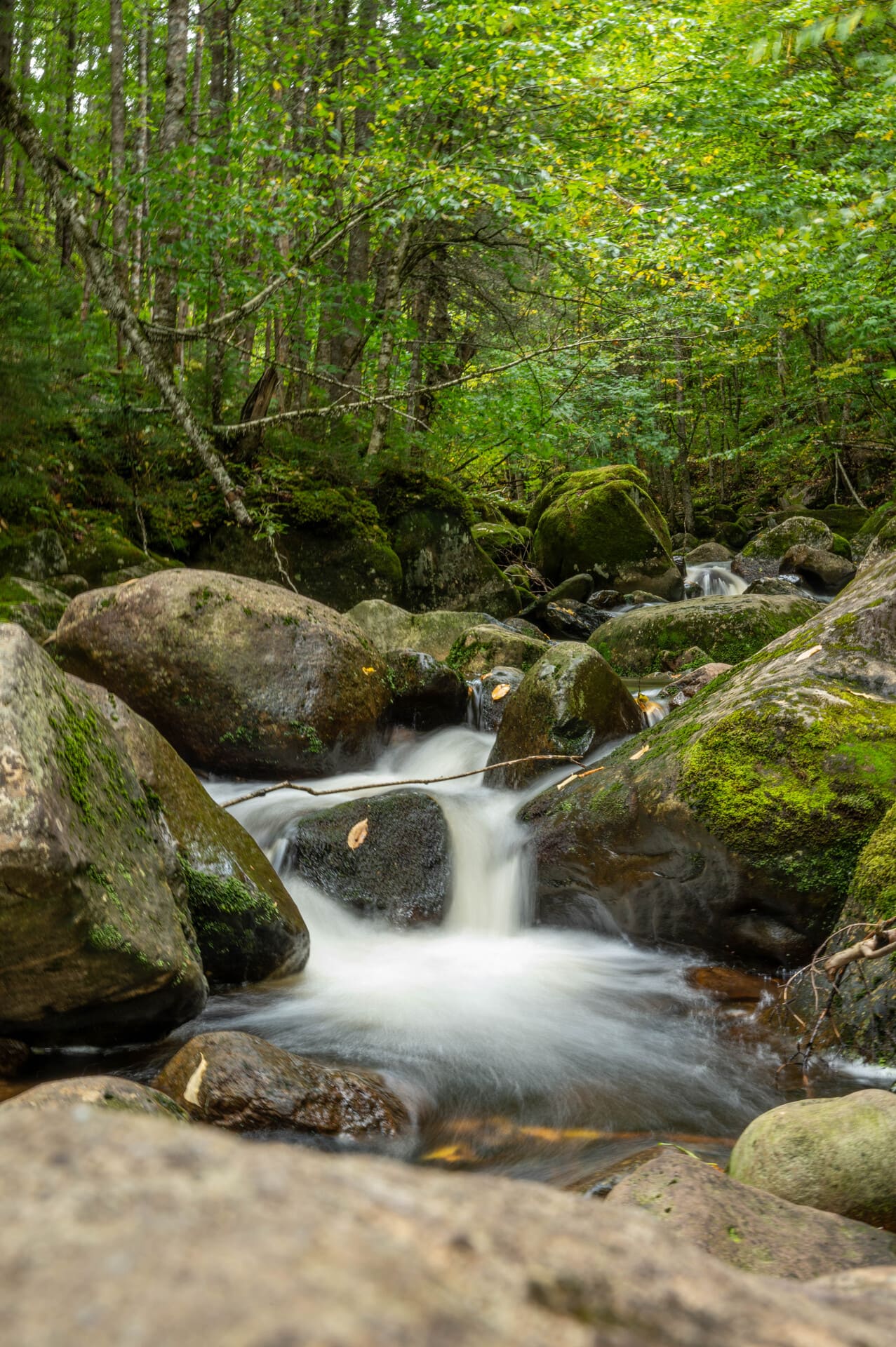 rushing stream over mossy rocks in green forest wilderness nature landscape